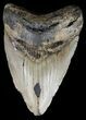 Bargain Megalodon Tooth - North Carolina #54770-2